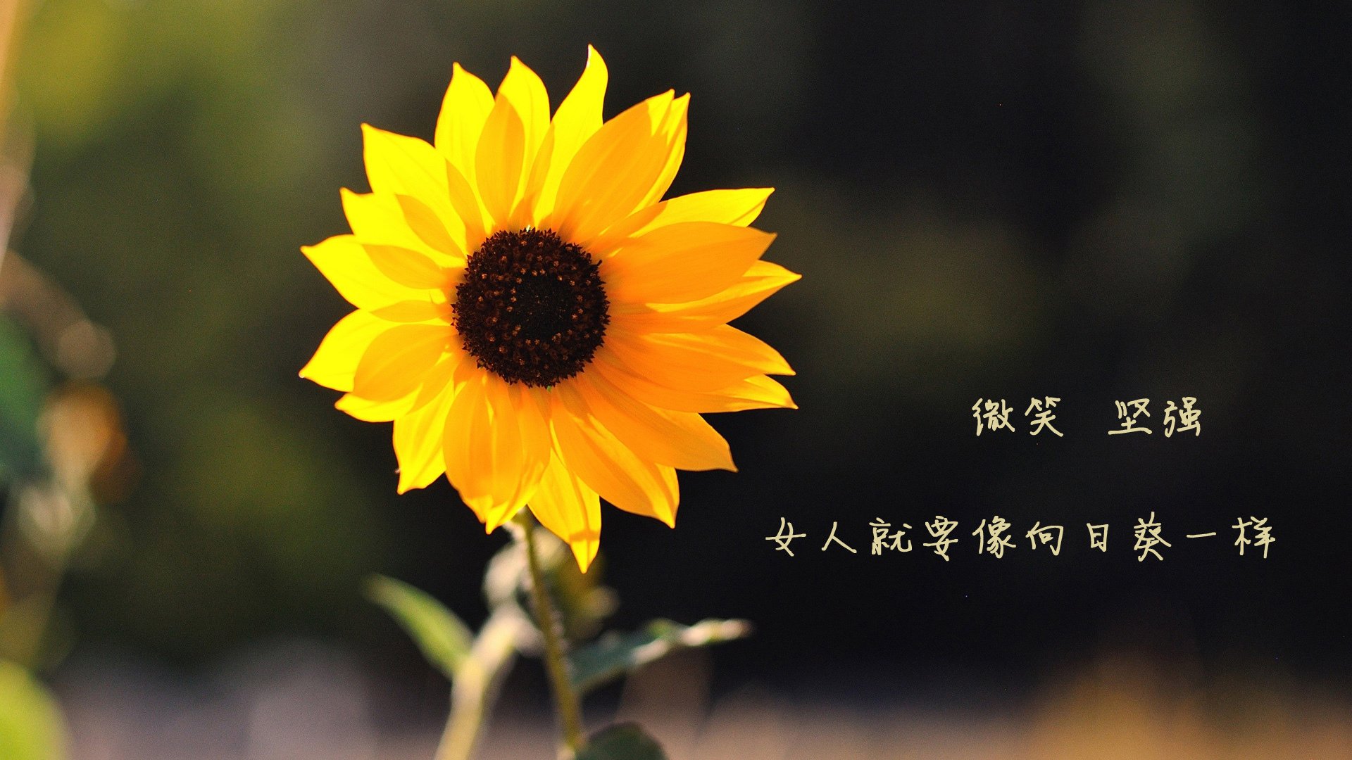 绿色农产品标识牌设计图片高清（绿色农产品的标准是什么）